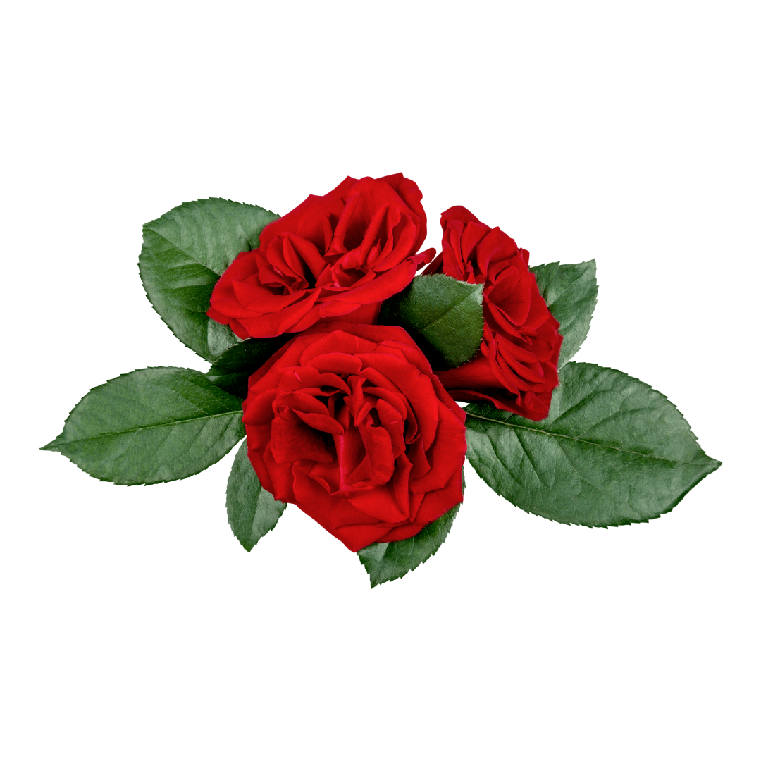 Fresh Small Rose - Gulab Phool