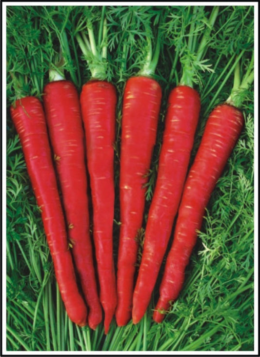 Fresh Indian Carrots 1Lb