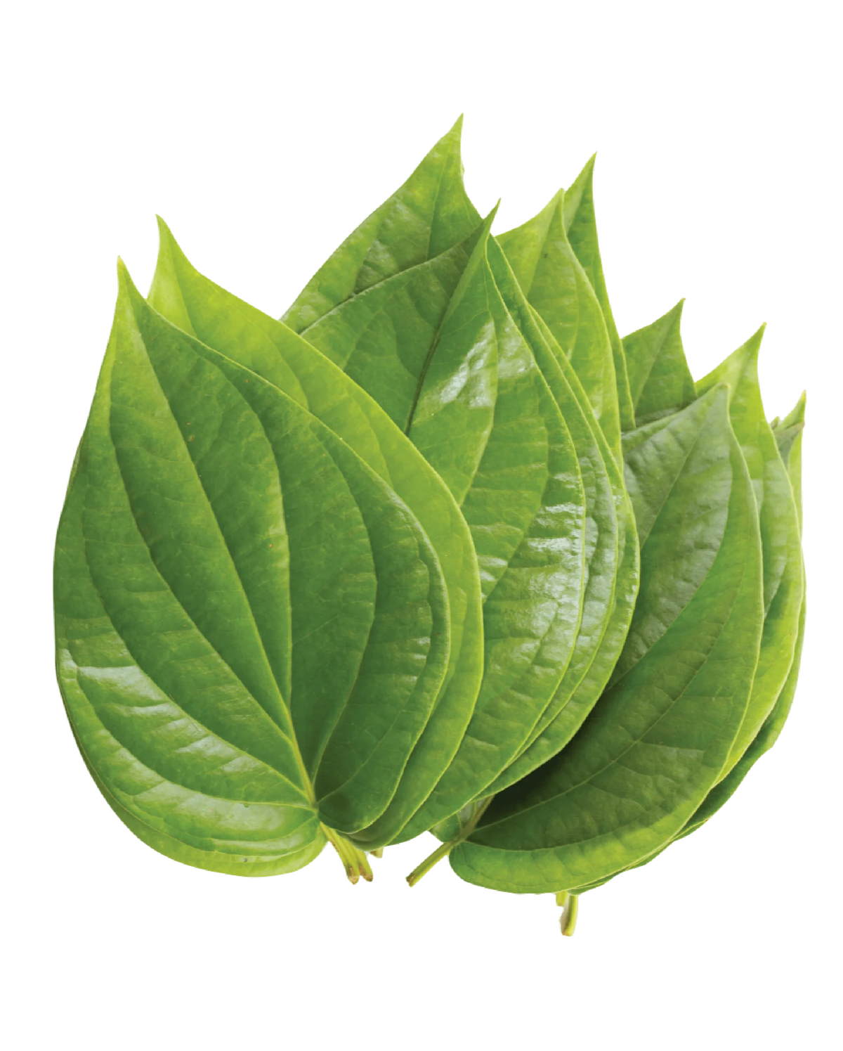 Paan Leaves 10pc