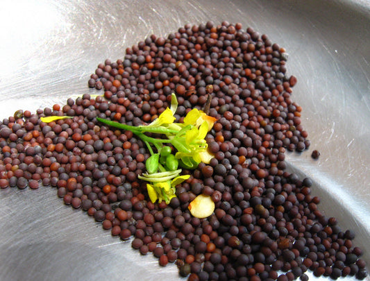 Mustard Seeds Large 200gm